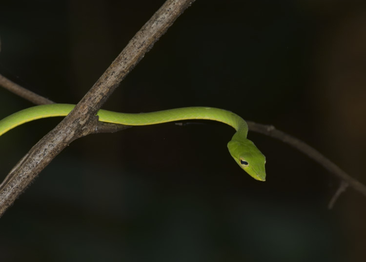 Northern Western Ghats Vine Snake from Dodamarg, Maharashtra, India on ...