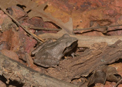 Pseudophilautus amboli