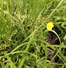 Ranunculus multifidus