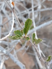 Bridgesia incisifolia