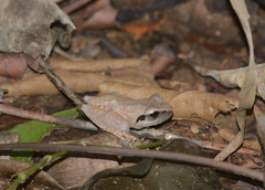Pseudophilautus amboli