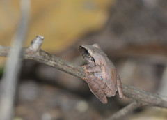 Pseudophilautus amboli