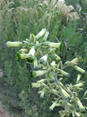 Nicotiana knightiana