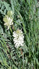 Astragalus bisulcatus