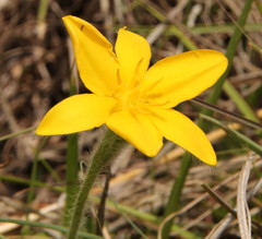 Hypoxis