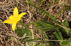 Hypoxis