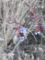 Plumbago caerulea