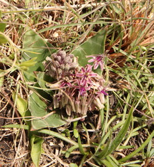 Ledebouria