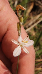 Chlorophytum fasciculatum
