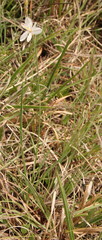Chlorophytum fasciculatum