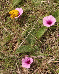 Ipomoea crassipes
