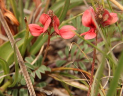 Indigofera