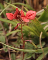 Indigofera