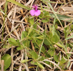 Polygala