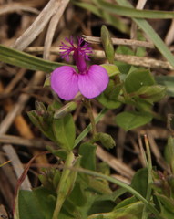 Polygala