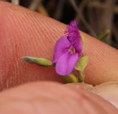 Polygala