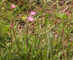 Oenothera rosea