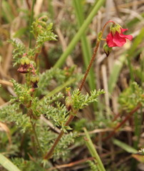 Hermannia
