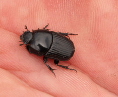 Oniticellus planatus