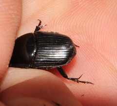 Oniticellus planatus
