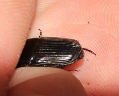 Oniticellus planatus