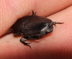 Oniticellus planatus