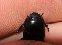 Oniticellus planatus