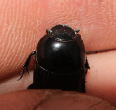 Oniticellus planatus