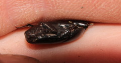 Oniticellus planatus