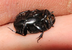 Oniticellus planatus