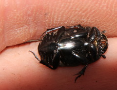Oniticellus planatus
