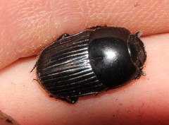 Oniticellus planatus