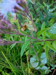 Chromolaena pulchella