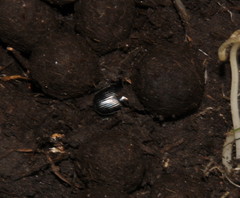 Oniticellus planatus