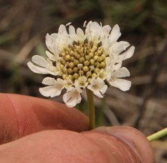Scabiosa