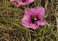 Ipomoea crassipes