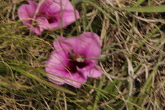 Ipomoea crassipes
