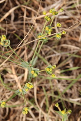 Euphorbia striata