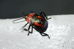Eocanthecona furcellata