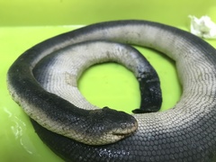 Hydrophis viperinus