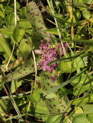Ledebouria