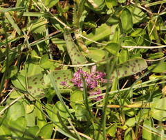 Ledebouria