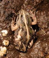 Cacosternum boettgeri