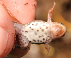 Cacosternum boettgeri