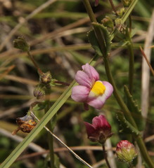 Nemesia fruticans