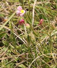 Nemesia fruticans
