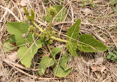 Erythrina zeyheri