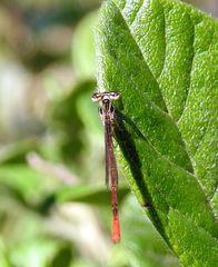 Agriocnemis falcifera