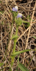 Cyanotis speciosa