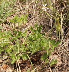 Pelargonium alchemilloides